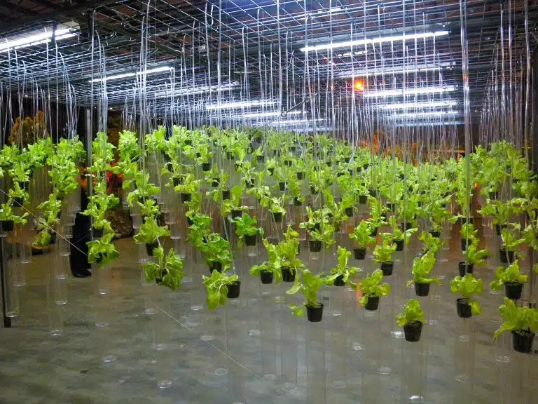 Growing a Sustainable Future with Hydroponics