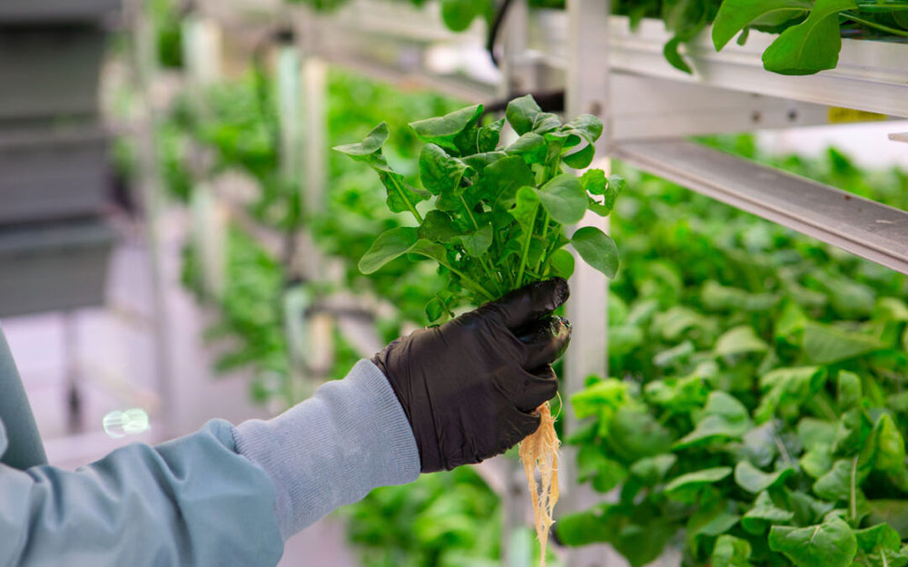 AI in Hydroponics: The Future Of Smart Farming