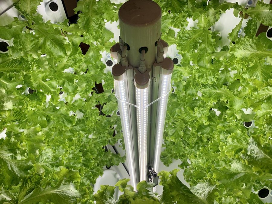 Operation Food Search is now growing through hydroponics