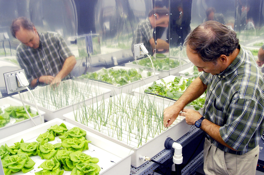 Entrepreneurs see hydroponics as farming solution in Libya