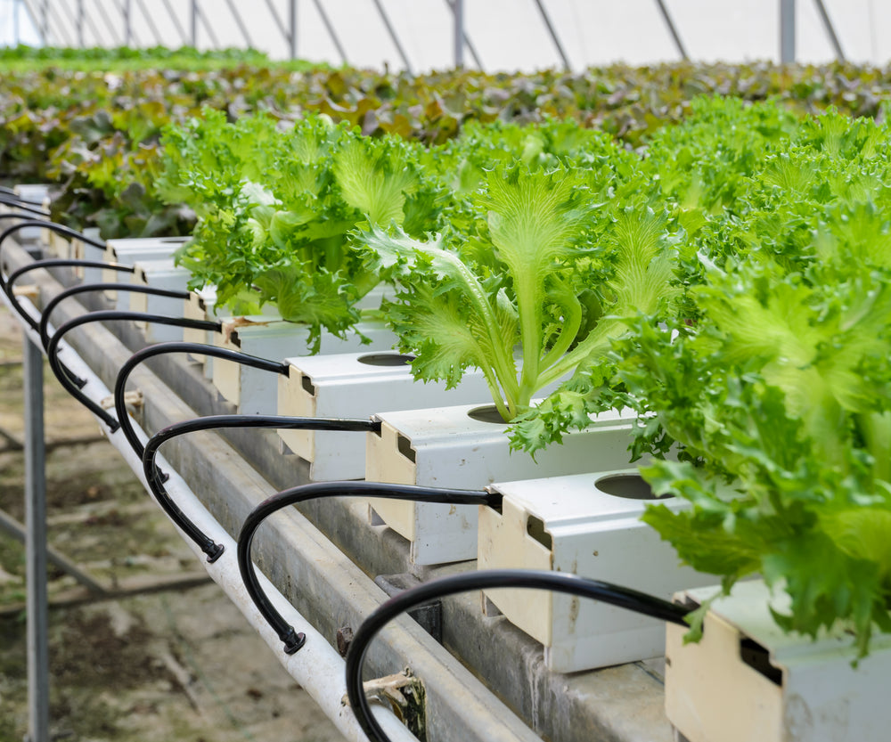 Qatar exporting its hydroponics farm tech in region