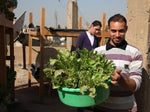 Egypt's Soilless Farming: Rooting for a Sustainable Future