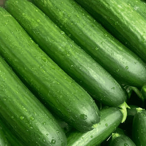 
                  
                    Salad Cucumber 300g
                  
                