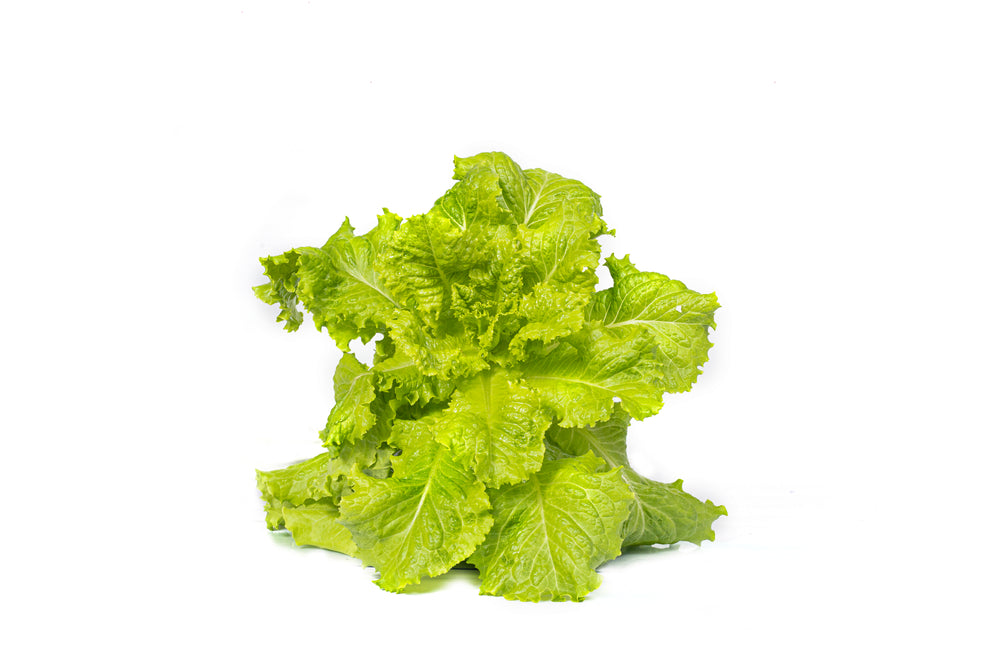Lettuce Green Rapid 250g